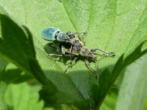 Réf. 301 618 : Phyllobius pomaceus